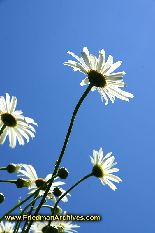 flowers,daisey,sky,blue,angle,daisies,